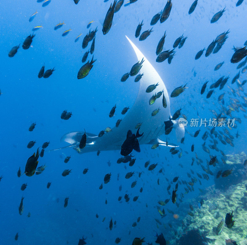 远洋蝠鲼(Manta birostris)游过清洁站。在世界自然保护联盟的红色名单中，这些优雅的动物正在成为野外罕见的景象。